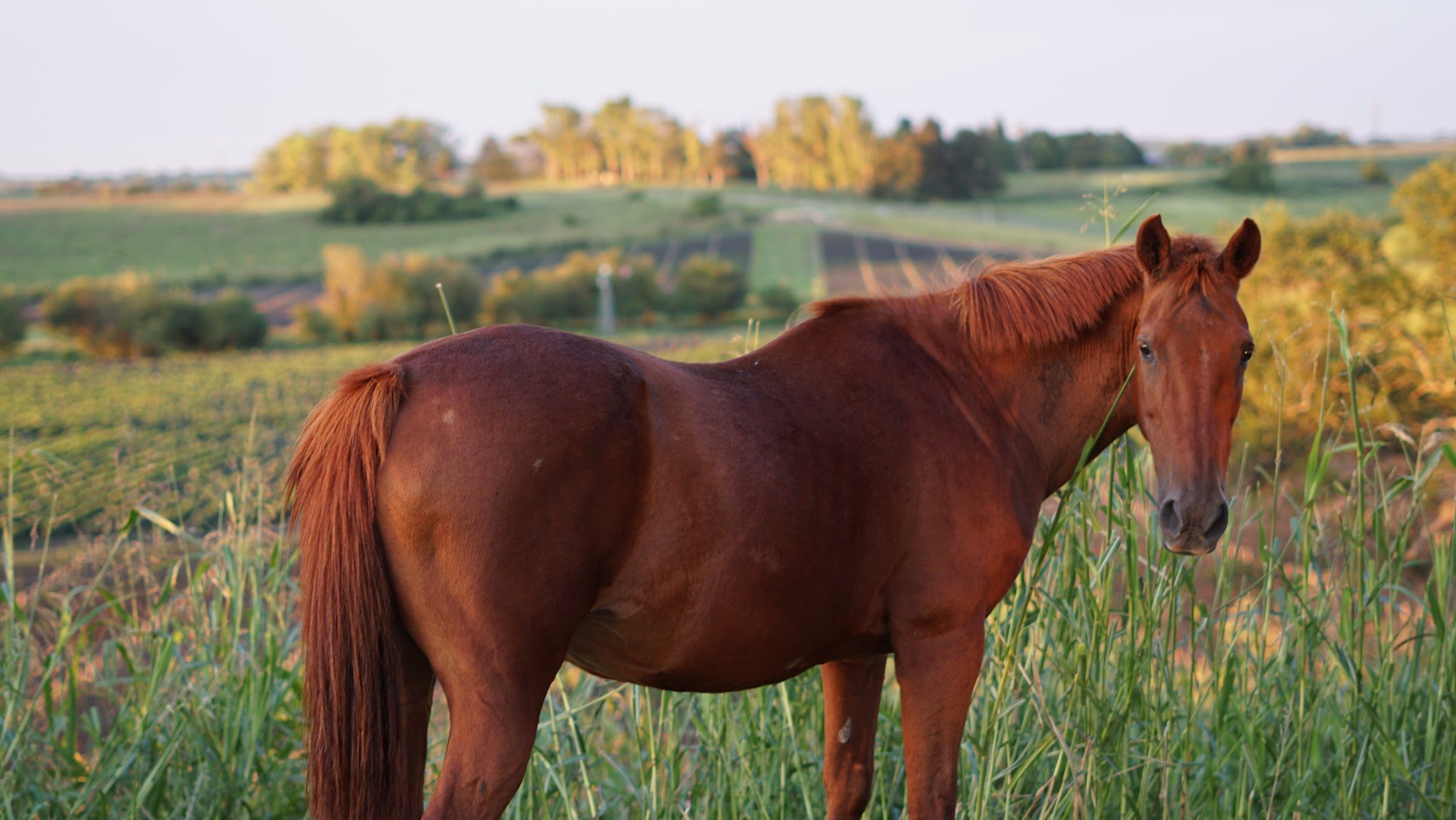 caballos ONG