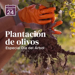 Plantación de Olivos